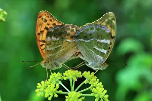 Fritillaries: Silver Washed Fritillary mating