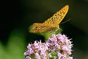 Paphia: Silver-Washed Fritillary - Sitting on a pink flower