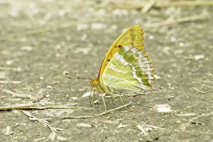 Zoopharmacognosy: Silver-washed Fritillary - Taking minerals from ground