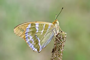 Paphia: Silver-washed fritillary - Underside, resting on seed head