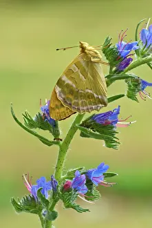 Fritillaries: Silver-washed fritillary - Underside, resting on