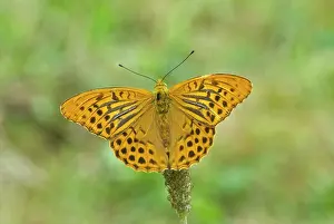 Upperside: Silver-washed fritillary - Upperside, male