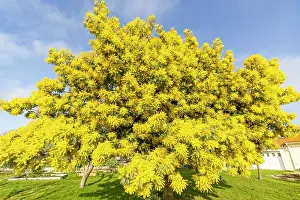 Wattles: Silver wattle (Acacia dealbata) in bloom