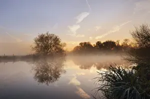 Misty: Silver willow (Salix alba) by the river Lippe in the morning mist at sunrise