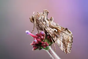 Autographa: Silver Y