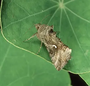 Noctuidae: Silver Y moth