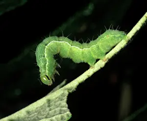 Silver: Silver Y moth caterpillar