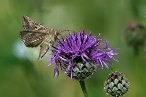 Autographa: Silver Y Moth - feeding on Greater Knapweed flower