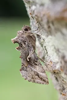 Autographa: Silver y moth at rest, Norfolk UK