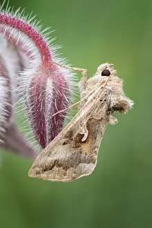 Borage: Silver y moth resting on Borage, Norfolk UK