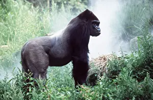 Silverback: SILVERBACK GORILLA - male