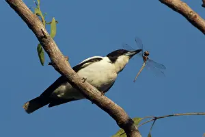 31517: Silverbacked Butcherbird with a dragonfly perched on a