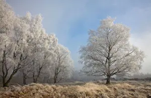 Cannock: Silverbirch Trees covered in hoar frost on Cannock Chase