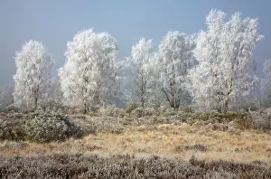 Cannock: Silverbirch Trees covered in hoar frost on Cannock Chase