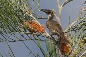31517: Silvercrowned Friarbird perched on a branch Peppimenar