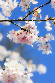 Focus: Silverdale, Washington State, USA. Blooming cherry blossom