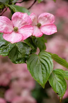 Foxglove: Silverdale, Washington State, USA. Flowering pink