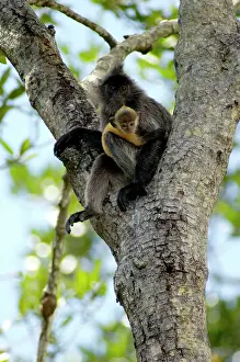 Rests: Silvered Langur with an infant (baby-langurs are