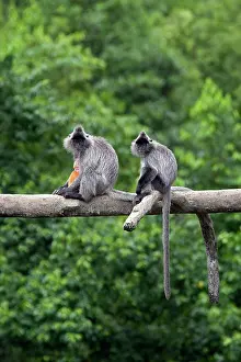 Trachypithecus: Silvered Leaf Monkey