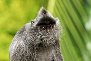 Trachypithecus: Silvered Leaf Monkey / Silvery Lutung