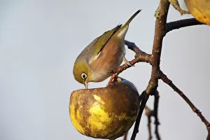 Lateralis: Silvereye