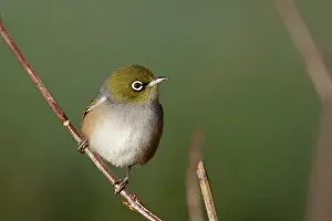 Lateralis: Silvereye