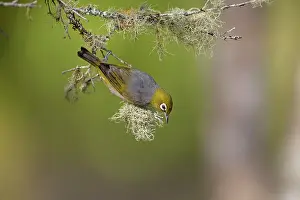 Lateralis: Silvereye