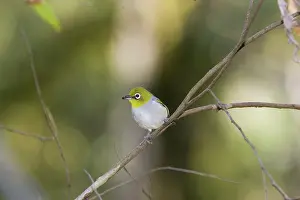 Lateralis: Silvereye