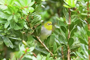 Lateralis: Silvereye