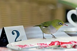Lateralis: Silvereye - feeding on jam at restaurant table