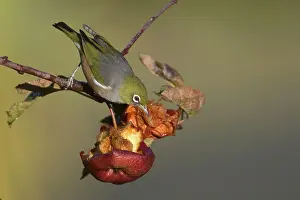 Silvereye: Silvereye / Grey-backed Silvereye