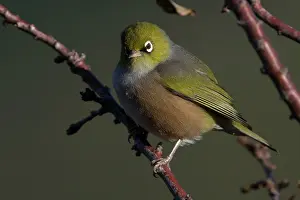 Lateralis: Silvereye perched on leafless winter plum tree