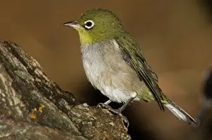 Lateralis: Silvereye / Silver-eye wet from bathing - the green-backed