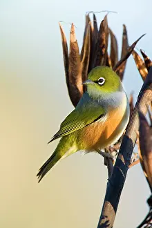 Lateralis: Silvereye - sitting on a faded New Zealand Flax plant