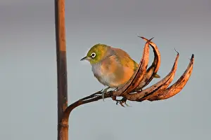 Lateralis: Silvereye - sitting on a faded New Zealand Flax plant