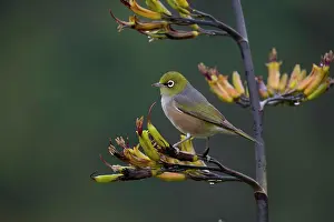 Lateralis: Silvereye - One of a small flock foraging around