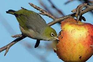 Lateralis: Silvereye / Wax-eye