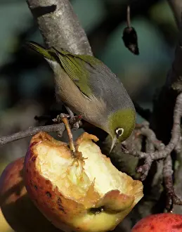 Lateralis: Silvereye / Wax-eye