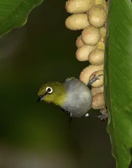 Lateralis: Silvereye / Wax-eye