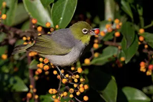 Lateralis: Silvereye / Wax-eye