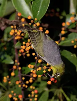 Lateralis: Silvereye / Wax-eye
