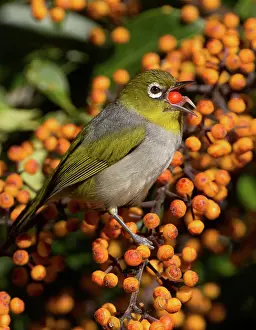Lateralis: Silvereye / Wax-eye
