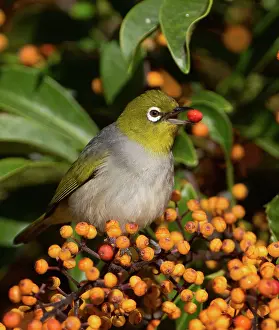 Lateralis: Silvereye / Wax-eye