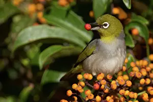 Lateralis: Silvereye / Wax-eye