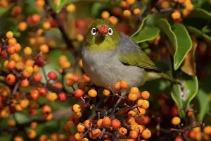 Lateralis: Silvereye / Wax-eye