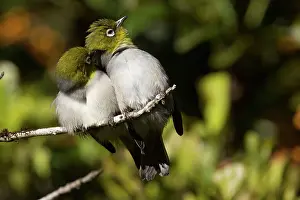 Lateralis: Silvereye / Wax-eye