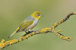 Victoria: Silvereye (Zosterops lateralis)