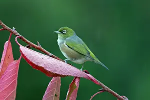 Lateralis: Silvereye (Zosterops lateralis) in rain, Nelson