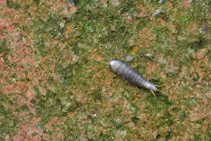 Saccharina: Silverfish