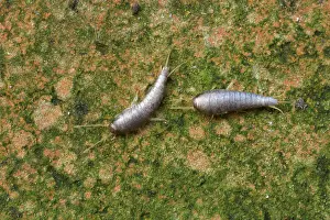 Saccharina: Silverfish